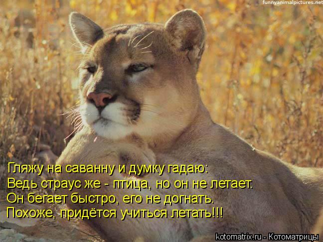Котоматрица: Гляжу на саванну и думку гадаю: Ведь страус же - птица, но он не летает. Он бегает быстро, его не догнать. Похоже, придётся учиться летать!!!