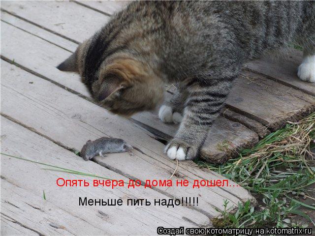 Котоматрица: Опять вчера до дома не дошел.... Меньше пить надо!!!!!