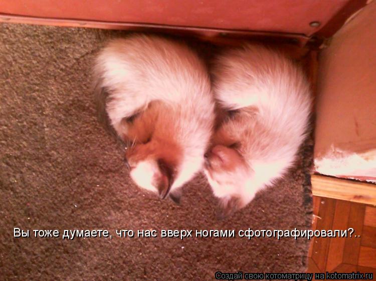 Вы тоже думаете, что нас вверх ногами сфотографировали?..... Котоматрица: Вы тоже думаете, что нас вверх ногами сфотографировали?..