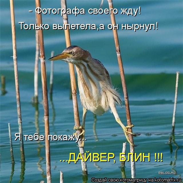 - Фотографа своего жду! Только вылетела,а он нырнул! Я тебе покажу... ...ДАЙВЕР, БЛИН !!!... Котоматрица: - Фотографа своего жду! Только вылетела,а он нырнул! Я тебе покажу... ...ДАЙВЕР, БЛИН !!!