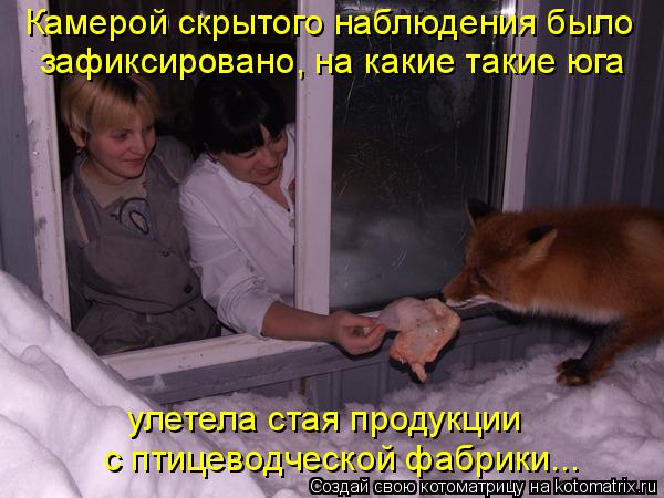 Котоматрица: Камерой скрытого наблюдения было зафиксировано, на какие такие юга  улетела стая продукции с птицеводческой фабрики...