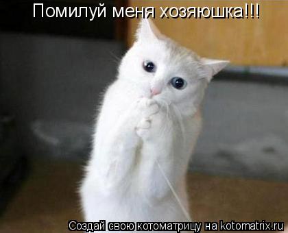 Помилуй меня хозяюшка!!!... Котоматрица: Помилуй меня хозяюшка!!!