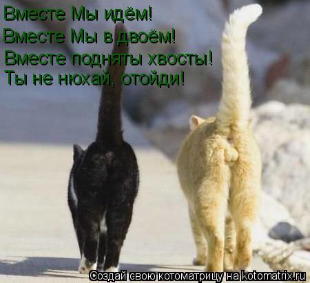 Вместе Мы идём! Вместе Мы в двоём! Вместе подняты хвосты! Ты не нюхай, отойди!... Котоматрица: Вместе Мы идём! Вместе Мы в двоём! Вместе подняты хвосты! Ты не нюхай, отойди!