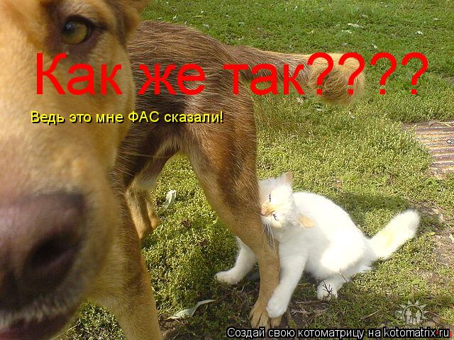 Котоматрица: Как же так???? Ведь это мне ФАС сказали!