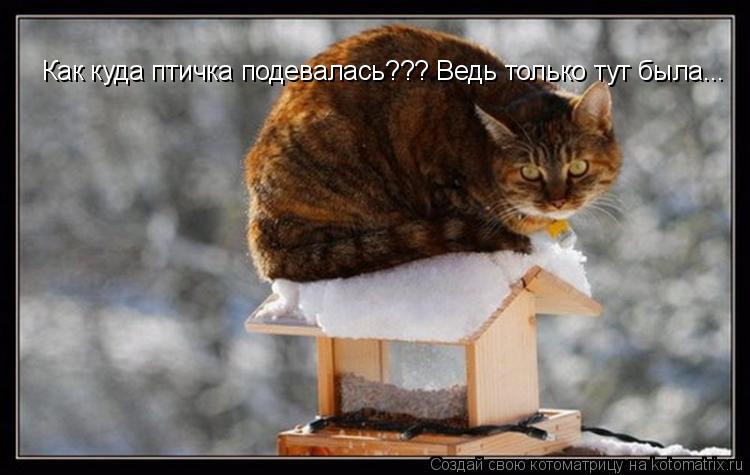 Как куда птичка подевалась??? Ведь только тут была...... Котоматрица: Как куда птичка подевалась??? Ведь только тут была...