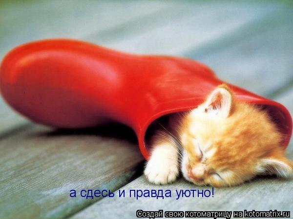 Котоматрица: а сдесь и правда уютно!