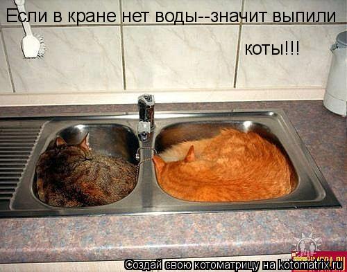 Котоматрица: Если в кране нет воды--значит выпили  коты!!!