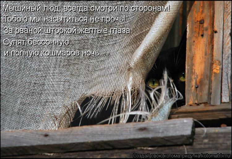 Котоматрица: За рваной шторкой желтые глаза Мышиный люд, всегда смотри по сторонам!  и полную кошмаров ночь... Сулят бессонную Тобою мы насытиться не проч