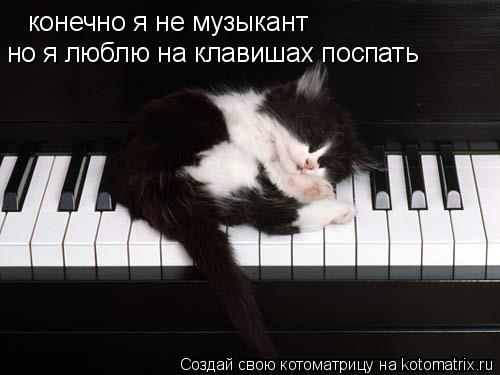 Котоматрица: конечно я не музыкант но я люблю на клавишах поспать
