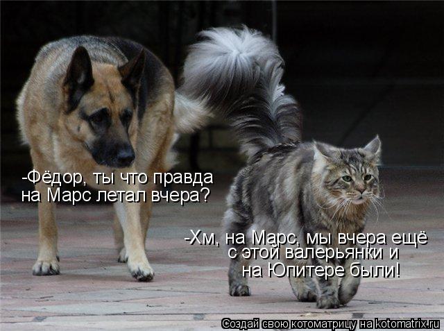 Котоматрица: -Фёдор, ты что правда на Марс летал вчера? -Хм, на Марс, мы вчера ещё  с этой валерьянки и  на Юпитере были!