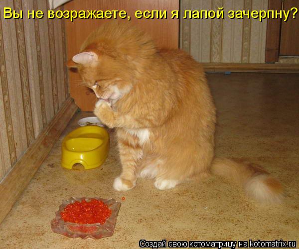 Вы не возражаете, если я лапой зачерпну?... Котоматрица: Вы не возражаете, если я лапой зачерпну?