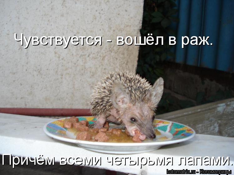 Котоматрица: Чувствуется - вошёл в раж.  Причём всеми четырьмя лапами.