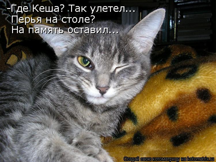 -Где Кеша? Так улетел... Перья на столе? На память оставил...... Котоматрица: -Где Кеша? Так улетел... Перья на столе? На память оставил...