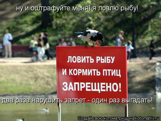Котоматрица: ну и оштрафуйте меня! я ловлю рыбу! ну и оштрафуйте меня! я ловлю рыбу! два раза нарушить запрет - один раз выгадать!