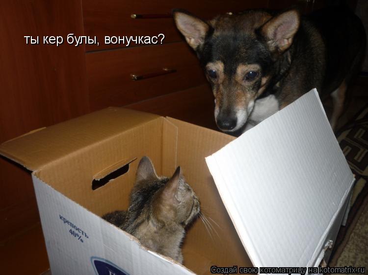 Котоматрица: ты кер булы, вонучкас?