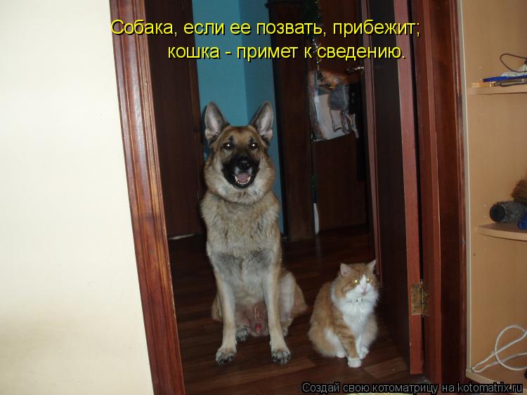 Котоматрица: Собака, если ее позвать, прибежит;  кошка - примет к сведению.