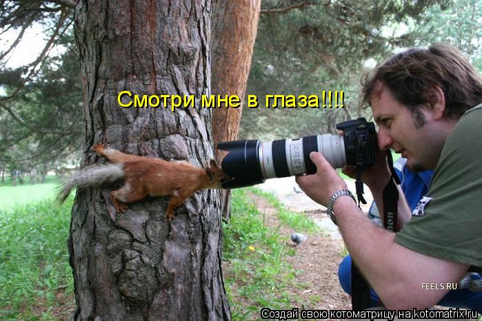 Котоматрица: Смотри мне в глаза!!!!