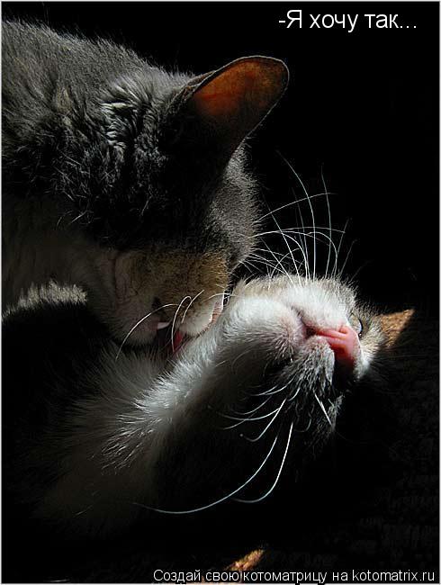 Котоматрица: -Я хочу так...