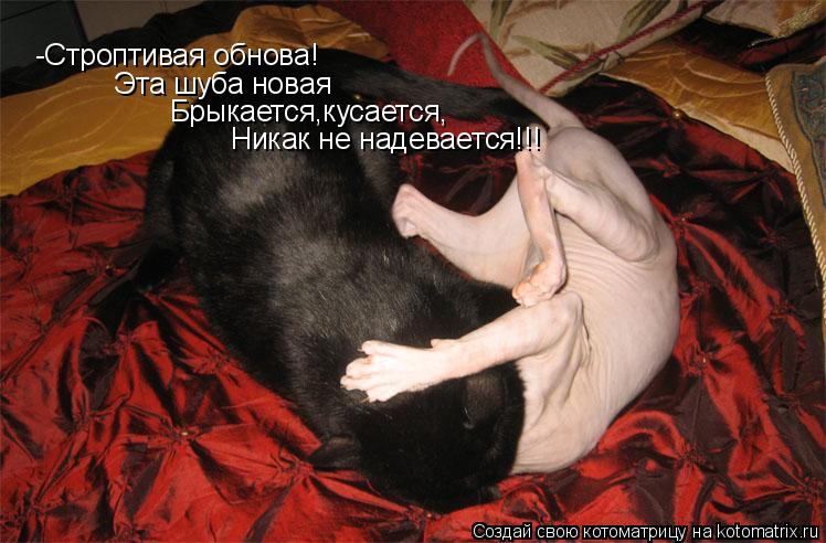 -Строптивая обнова! Эта шуба новая Брыкается,кусается, Никак не надевается!!!... Котоматрица: -Строптивая обнова! Эта шуба новая Брыкается,кусается, Никак не надевается!!!
