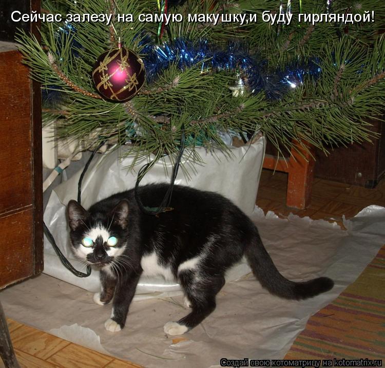 Котоматрица: Сейчас залезу на самую макушку,и буду гирляндой!