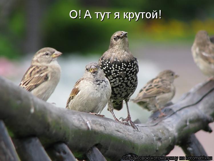Котоматрица: О! А тут я крутой!