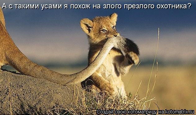 Котоматрица: А с такими усами я похож на злого презлого охотника?