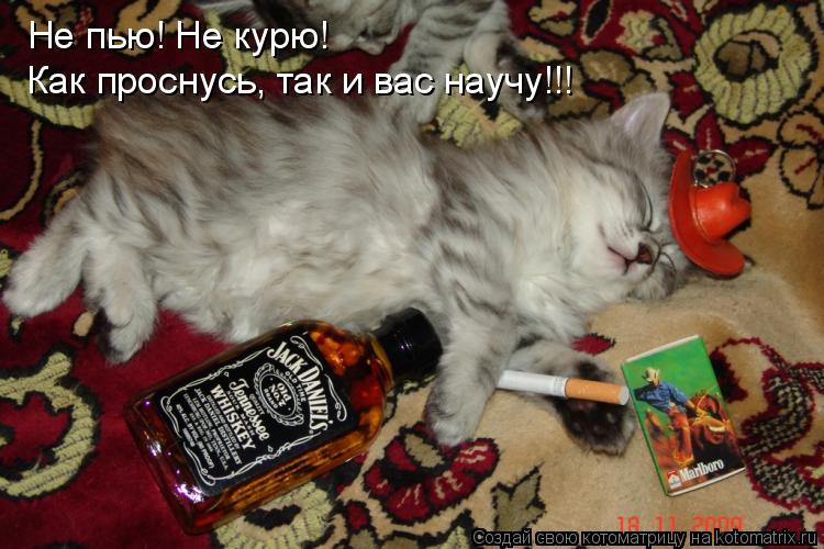 Котоматрица: Не пью! Не курю! Как проснусь, так и вас научу!!!
