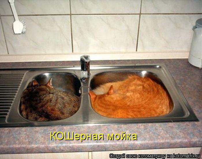 КОШерная мойка... Котоматрица: КОШерная мойка
