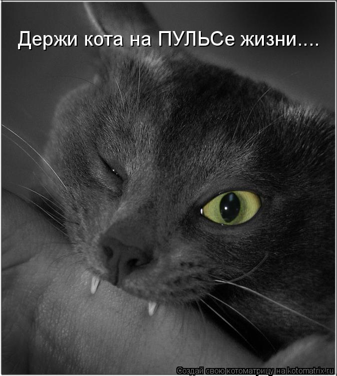 Котоматрица: Держи кота на ПУЛЬСе жизни....