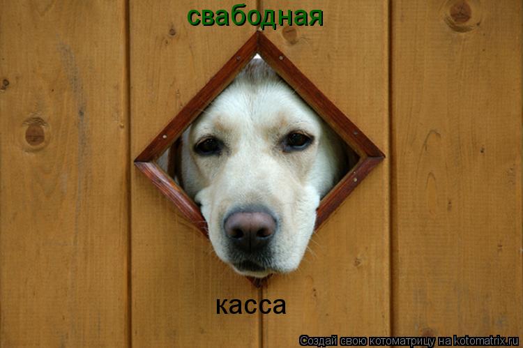 Котоматрица: свабодная  касса