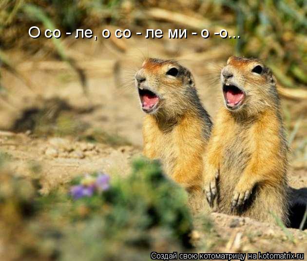 Котоматрица: О со - ле, о со - ле ми - о -о...
