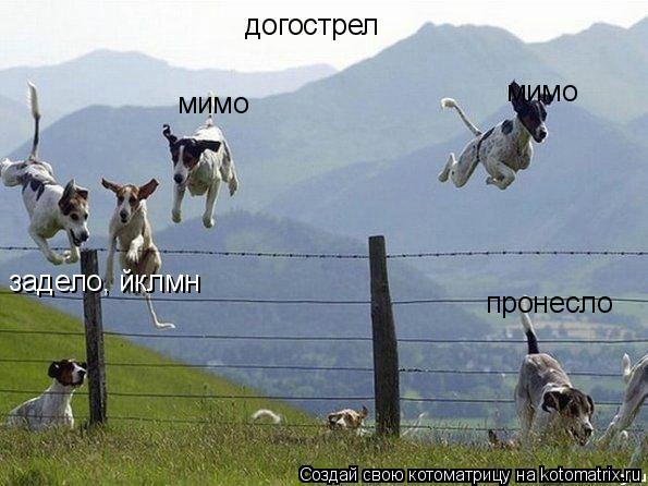 Котоматрица: догострел мимо пронесло мимо задело, йклмн