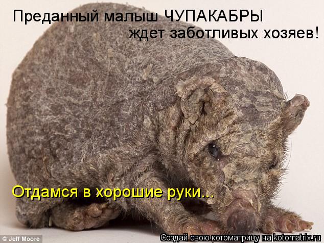 Котоматрица: Отдамся в хорошие руки... Преданный малыш ЧУПАКАБРЫ  ждет заботливых хозяев!