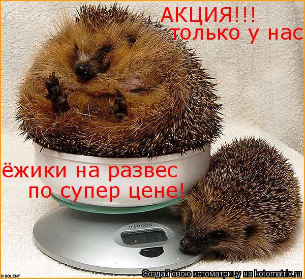 Котоматрица: АКЦИЯ!!! только у нас ёжики на развес  по супер цене!