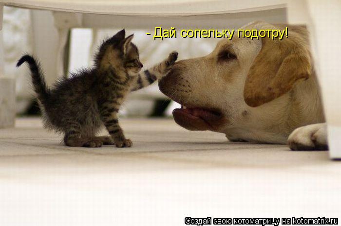 Котоматрица: - Дай сопельку подотру!