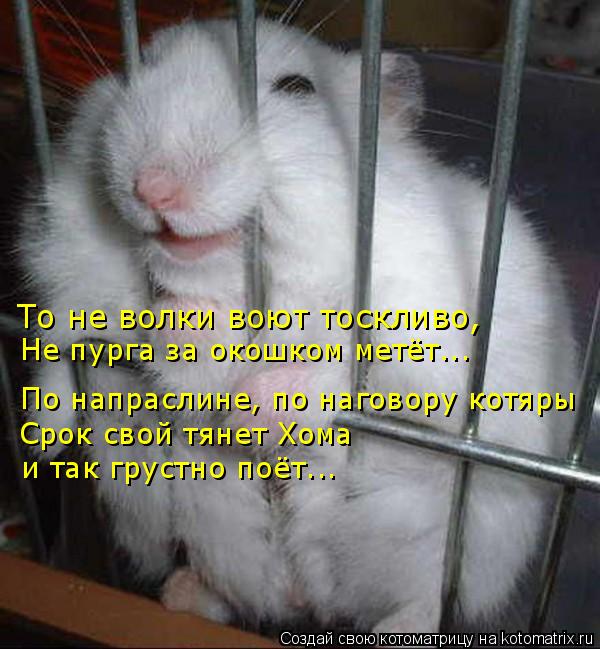 Котоматрица: По напраслине, по наговору котяры Срок свой тянет Хома  и так грустно поёт... То не волки воют тоскливо, Не пурга за окошком метёт...
