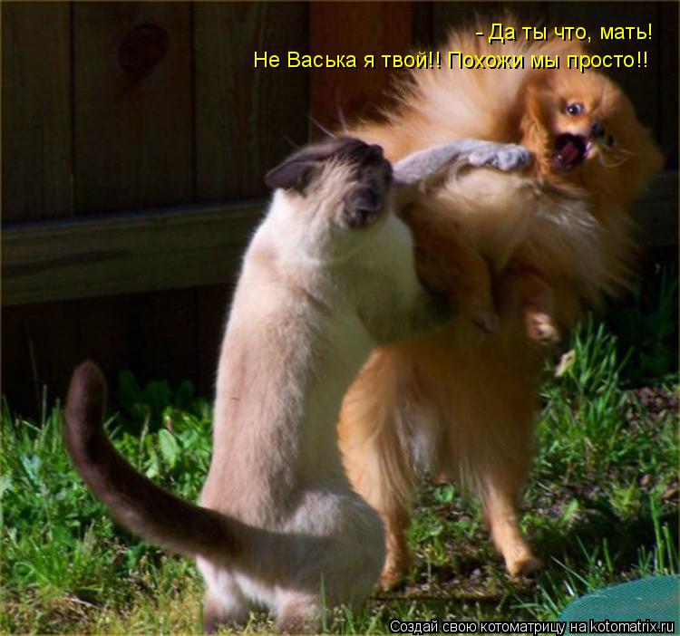 Котоматрица: - Да ты что, мать!  Не Васька я твой!! Похожи мы просто!!