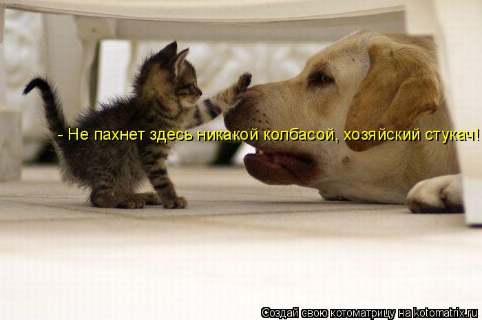 Котоматрица: - Не пахнет здесь никакой колбасой, хозяйский стукач!