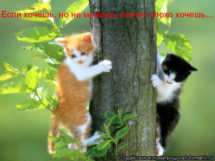 Котоматрица: Если хочешь, но не можешь значит плохо хочешь...