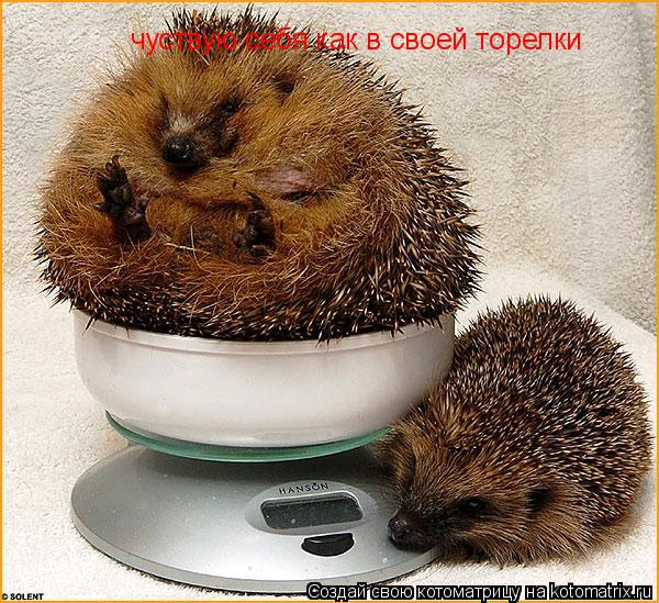 Котоматрица: чуствую себя как в своей торелки