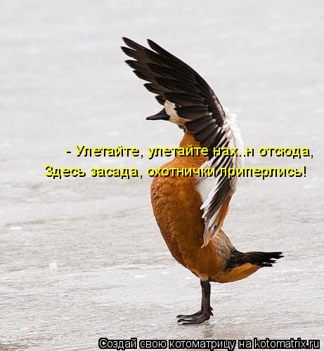 Котоматрица: - Улетайте, улетайте нах..н отсюда, Здесь засада, охотнички приперлись!