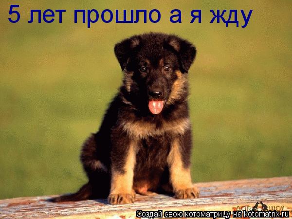 Котоматрица: 5 лет прошло а я  5 лет прошло а я жду