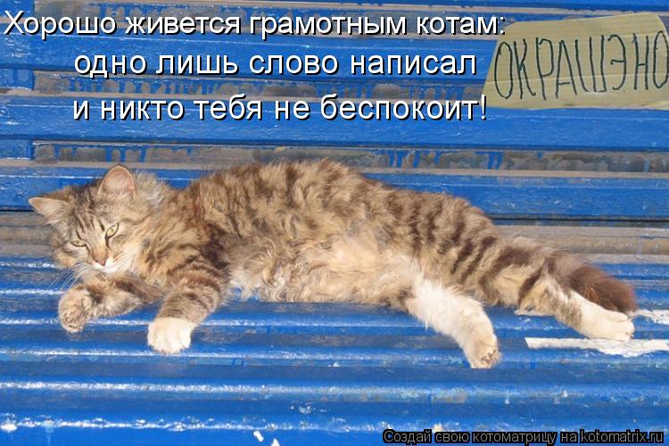 Хорошо живется грамотным котам: одно лишь слово написал и никто тебя не беспокоит!... Котоматрица: Хорошо живется грамотным котам: одно лишь слово написал и никто тебя не беспокоит!