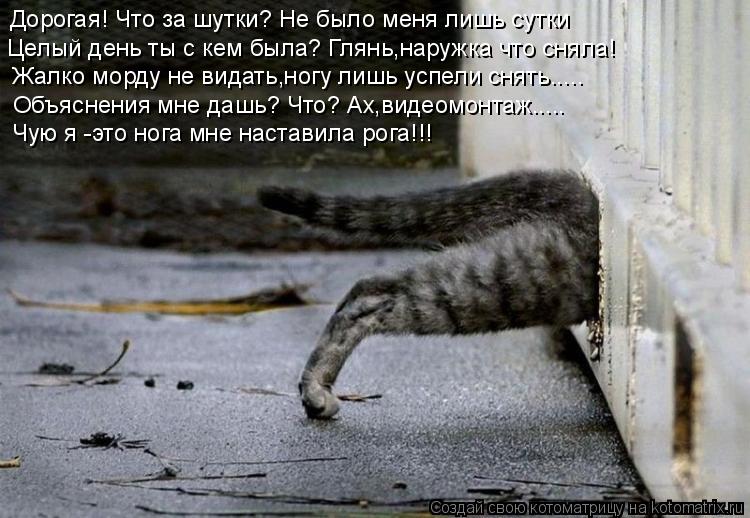 Котоматрица: Дорогая! Что за шутки? Не было меня лишь сутки Целый день ты с кем была? Глянь,наружка что сняла! Жалко морду не видать,ногу лишь успели снять.