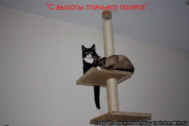 Котоматрица: "С высоты птичьего полёта"...