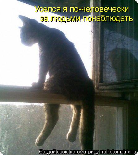 Котоматрица: Уселся я по-человечески за людьми понаблюдать