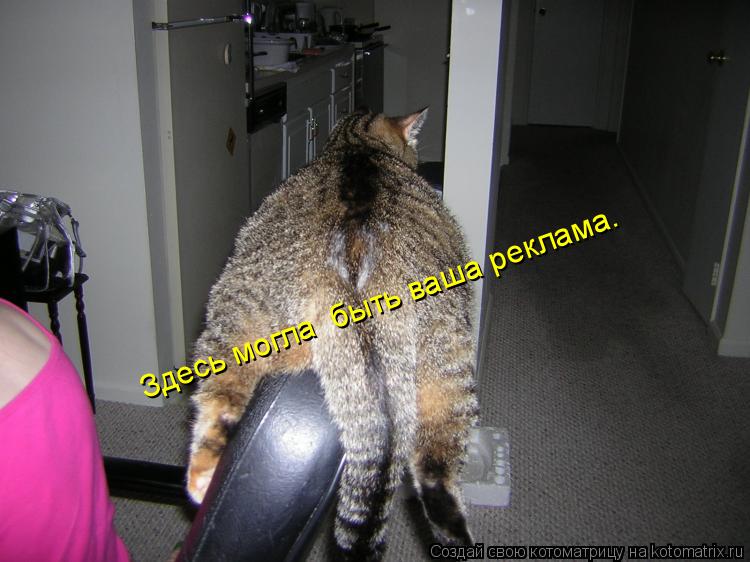 Котоматрица: Здесь могла  быть ваша реклама.