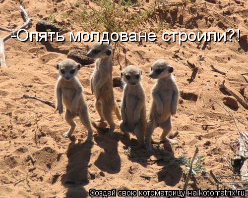-Опять молдоване строили?!... Котоматрица: -Опять молдоване строили?!