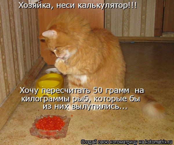 Хозяйка, неси калькулятор!!! Хочу пересчитать 50 грамм на килограммы рыб, которые бы из них вылупи... Котоматрица: Хозяйка, неси калькулятор!!! Хочу пересчитать 50 грамм на килограммы рыб, которые бы из них вылупились...