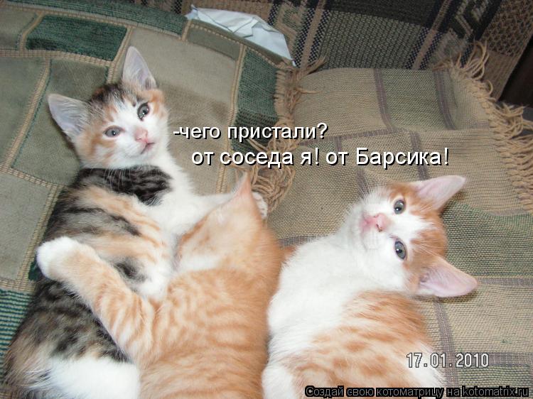 -чего пристали? от соседа я! от Барсика!... Котоматрица: -чего пристали? от соседа я! от Барсика!
